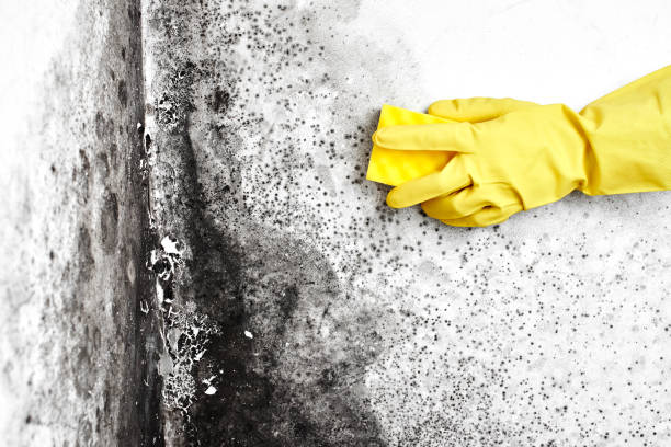 Best Toxic Mold Removal  in North New Hyde Park, NY