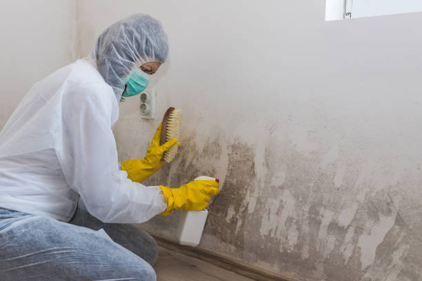 Certified Mold Removal in North New Hyde Park, NY