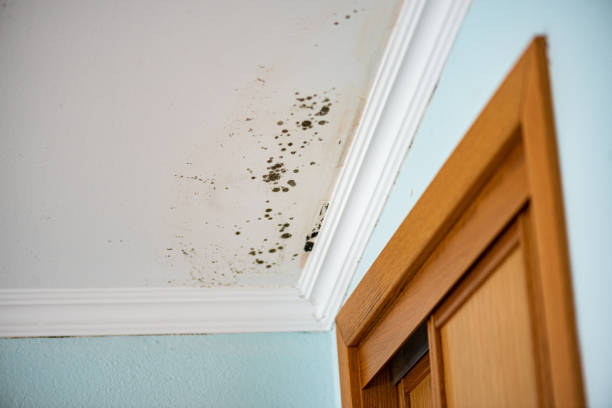 Best Professional Mold Removal  in North New Hyde Park, NY