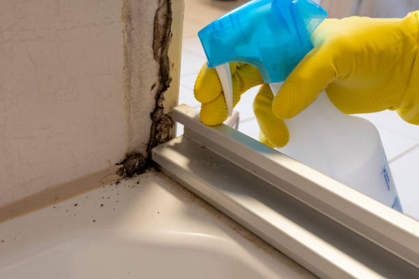 Trusted North New Hyde Park, NY Mold Removal Experts