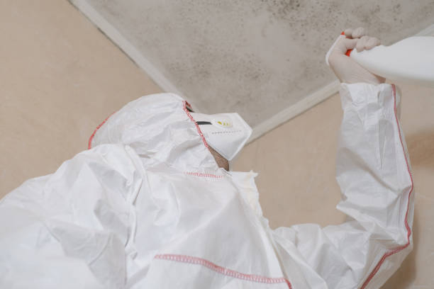 Best Certified Mold Removal  in North New Hyde Park, NY