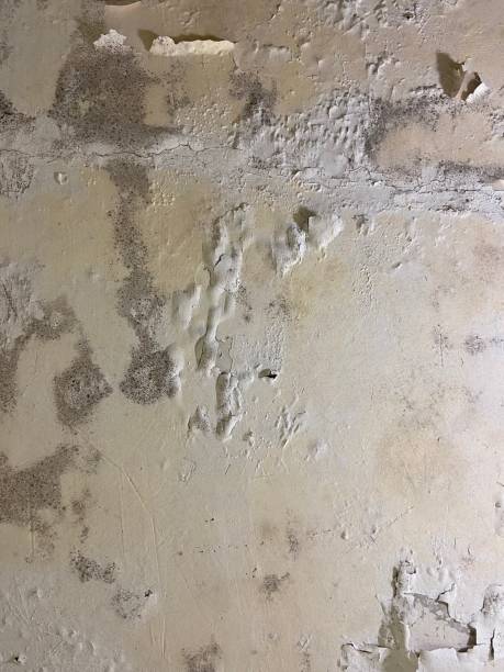 Best Attic Mold Removal  in North New Hyde Park, NY