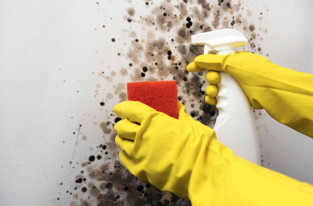 Best Local Mold Removal Service  in North New Hyde Park, NY
